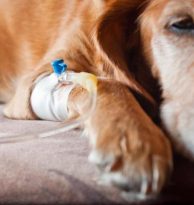 Março Amarelo - A Importância Dos Exames Periódicos Para O Pet